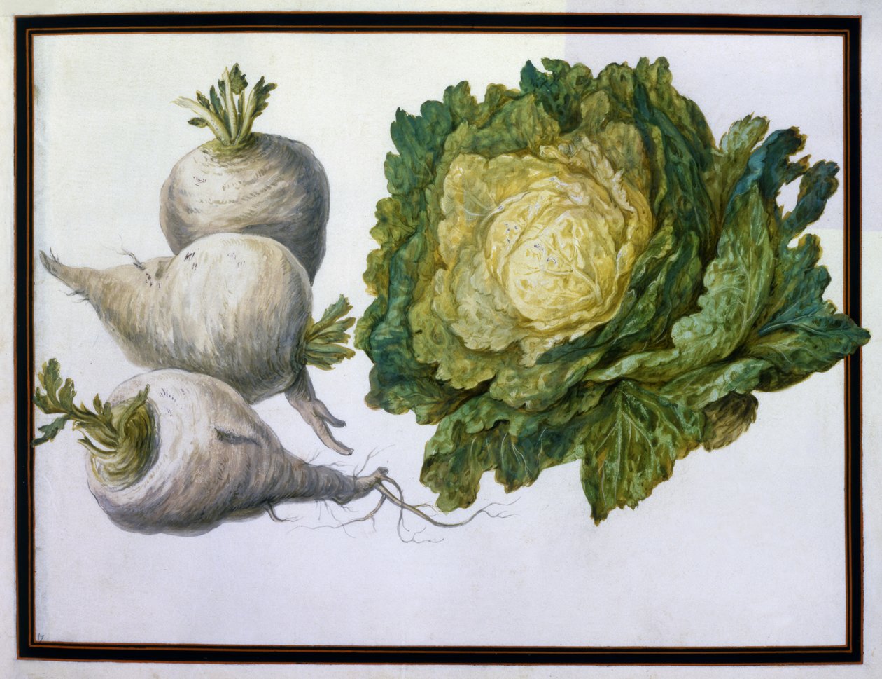kålrot, kål av Claude Aubriet