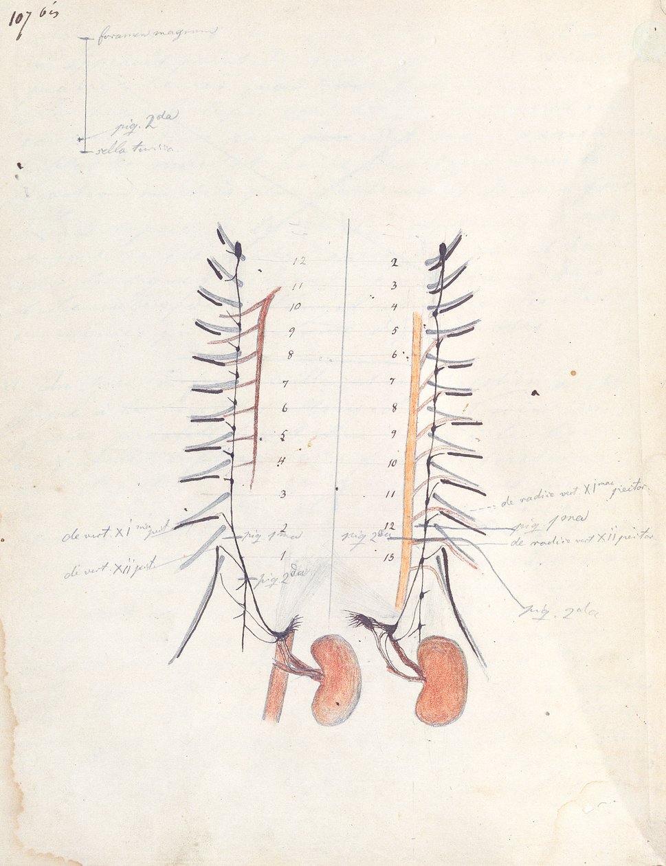 The Kidneys, ca. 1843 (penn og blekk og fargeblyant på papir) av Claude Bernard