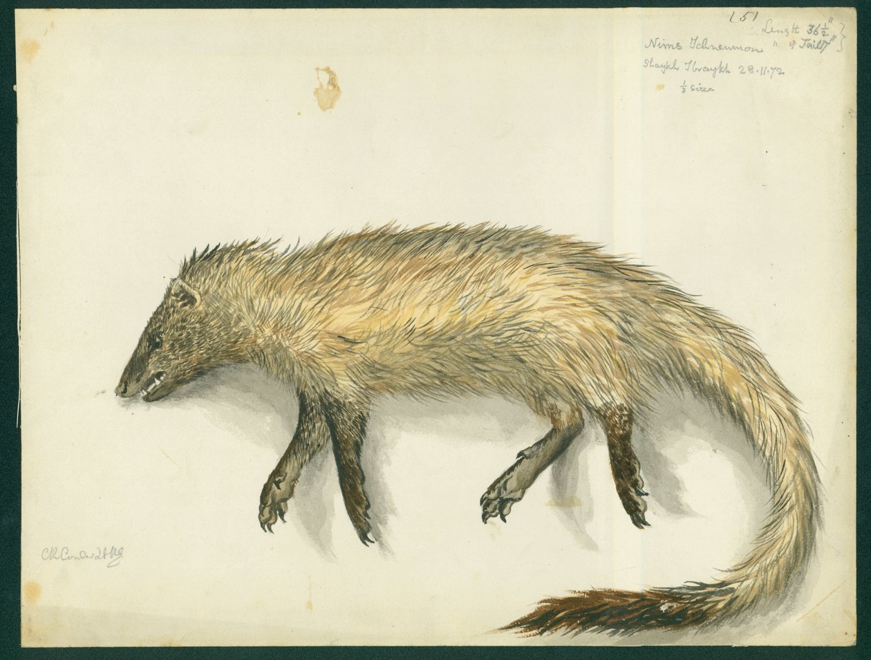Mongoose, 1872 (wc og blyant på papir) av Claude Conder