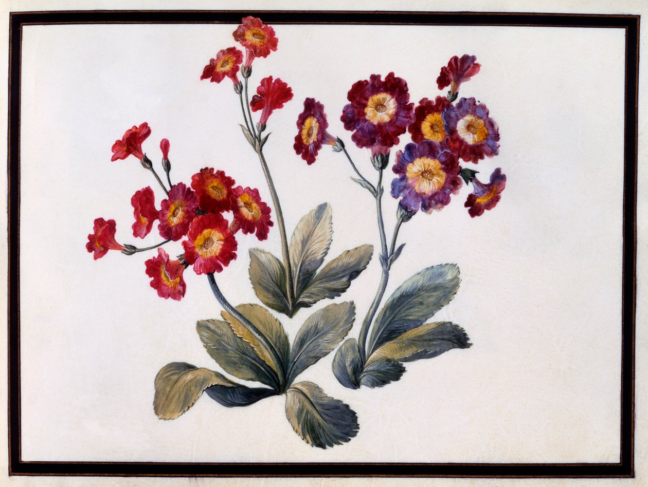 Auricula, ca. 1690 gouache på papir. av Claude Aubriet