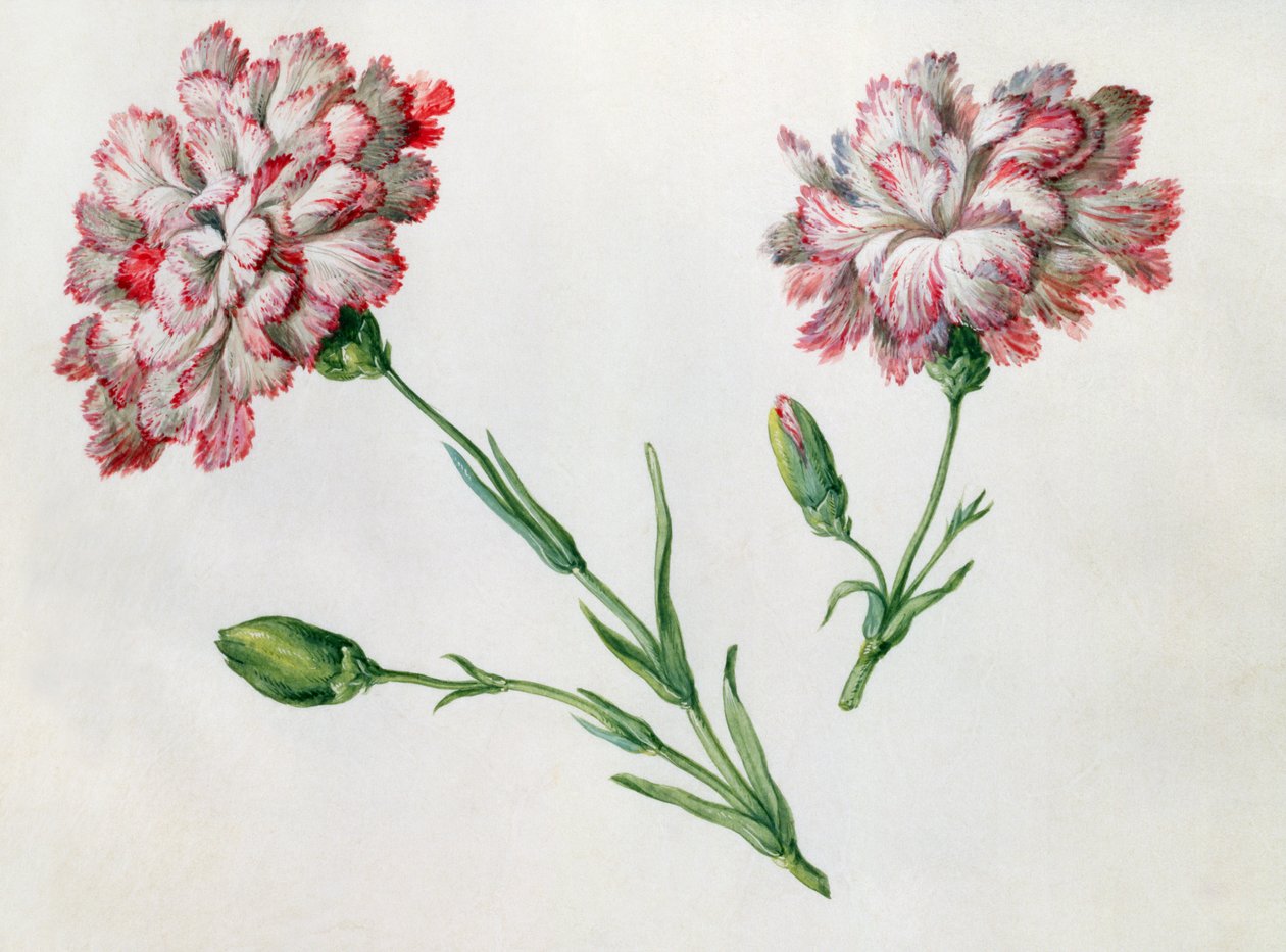 Nelliker av Claude Aubriet