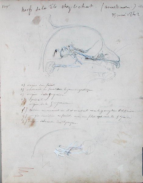 Nervesystemet i hodet til en katt, mai 1842 (blyant på papir) av Claude Bernard