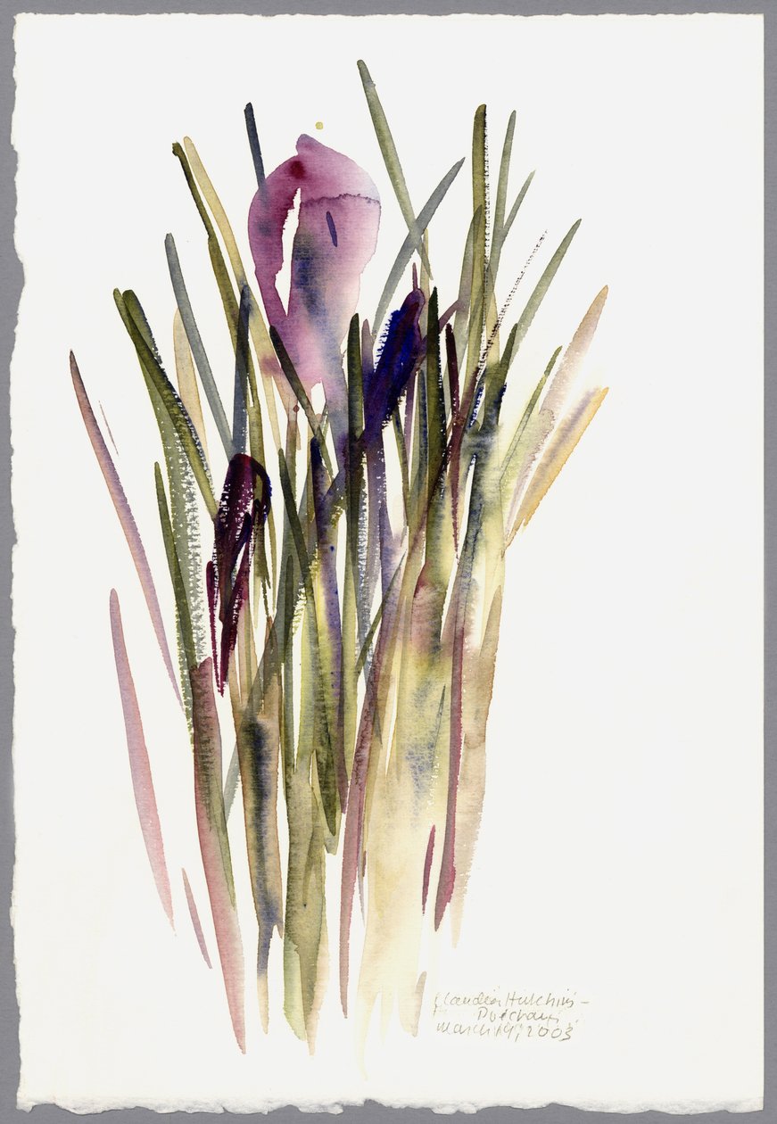 Krokus, 2003 (akvarell) av Claudia Hutchins Puechavy