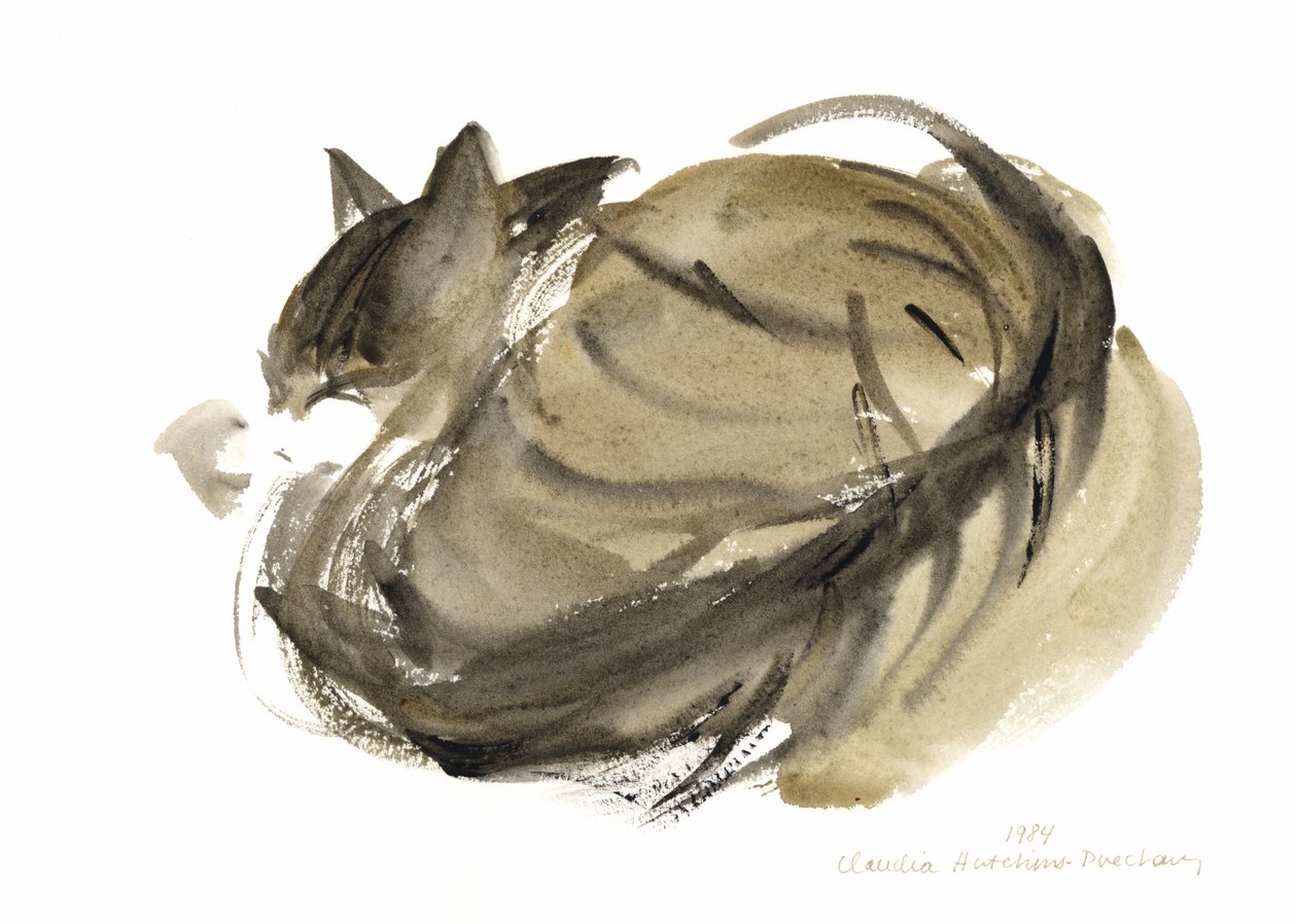 Sovende katt, 1985 (akvarell) av Claudia Hutchins Puechavy
