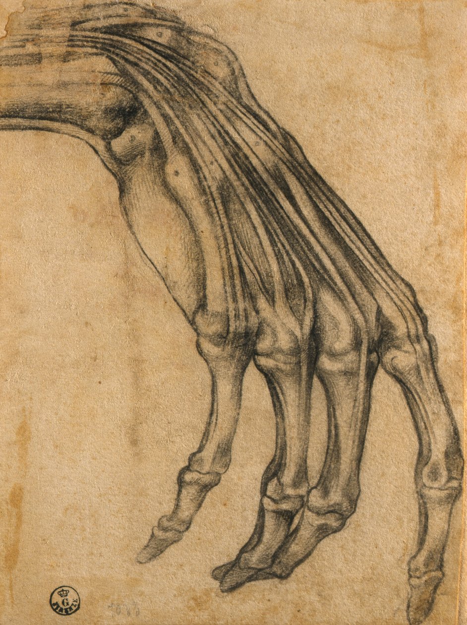 Anatomisk studie av en hånd av Clemente Bandinelli