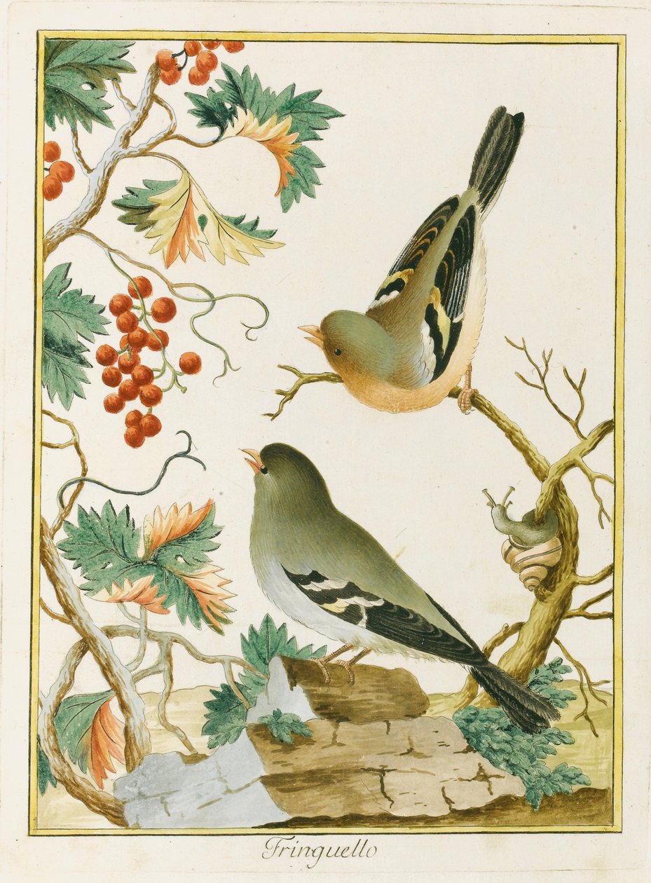 Fink Finch. Fra Ornithology of Southern Europe, 1772. av Clemente Bernini