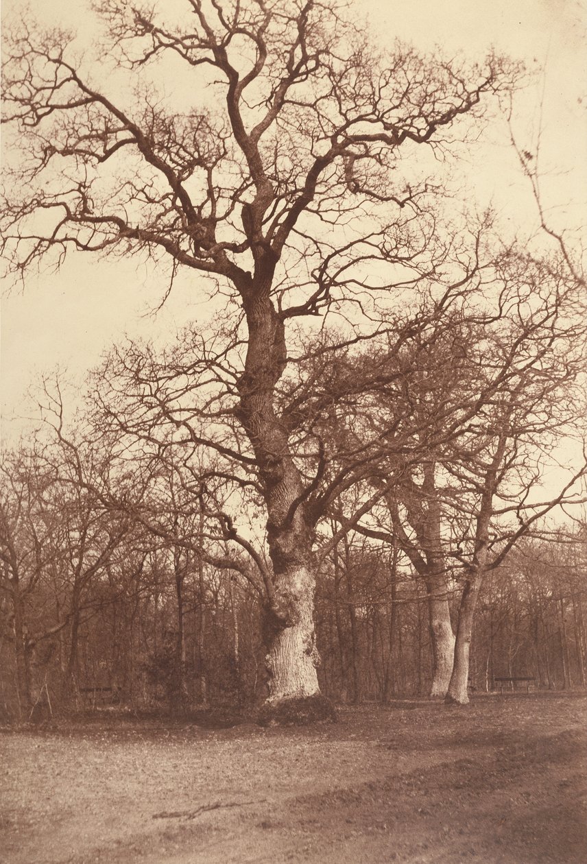 Studie av trær, Bois de Boulogne av Comte Olympe Aguado