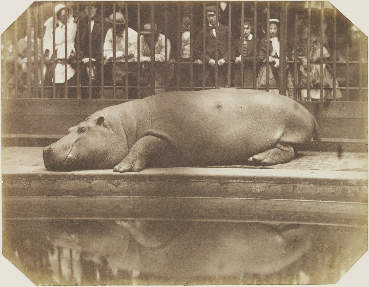 Obaysch, flodhest, London Zoo av Comte de Montizón Don Juan