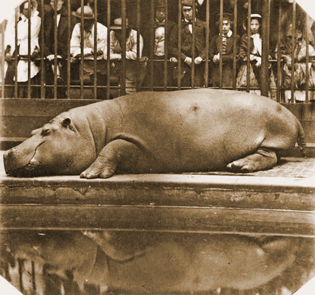 Flodhest Obaysch, London Zoo, 1852 (sepia-bilde) av Comte de Montizón Juan