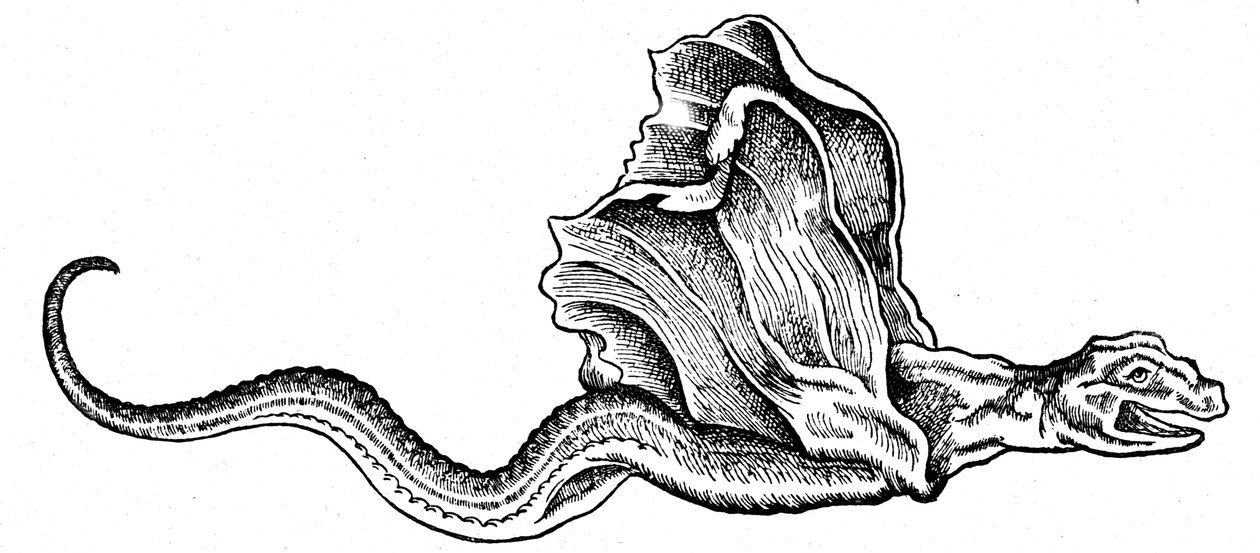 En basilisk av Conrad (after) Gesner