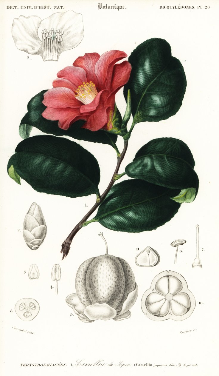 Japansk kamelia, Camellia japonica. ,1849 (gravering) av Conrad Johann Theodor Susemihl