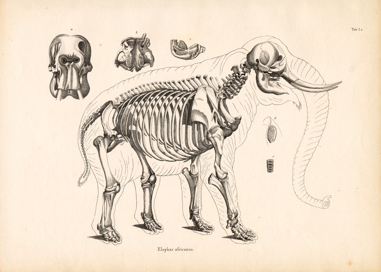 Anatomi av skjelett hos afrikansk elefant av Conrad Kull