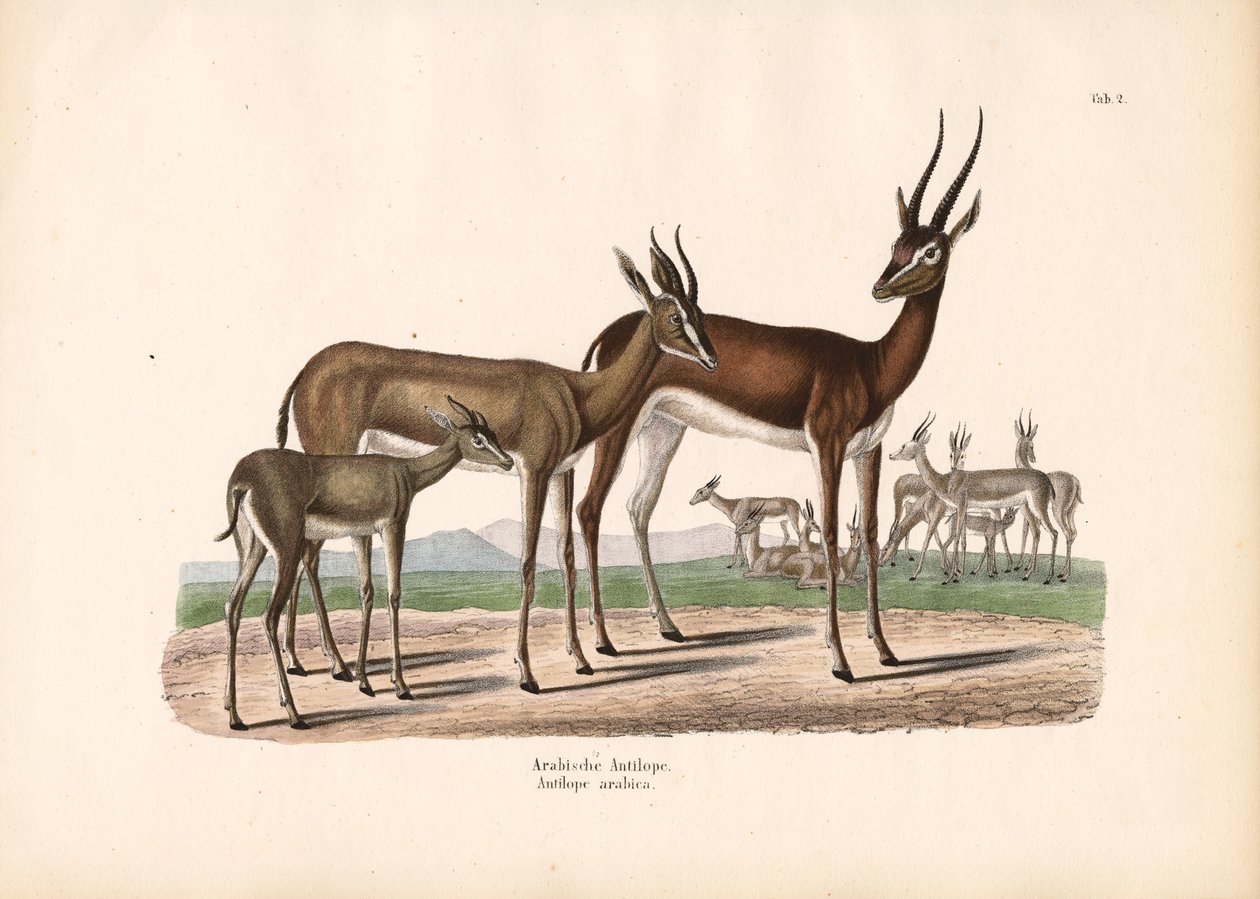 Arabisk oryx i halvørken av Conrad Kull