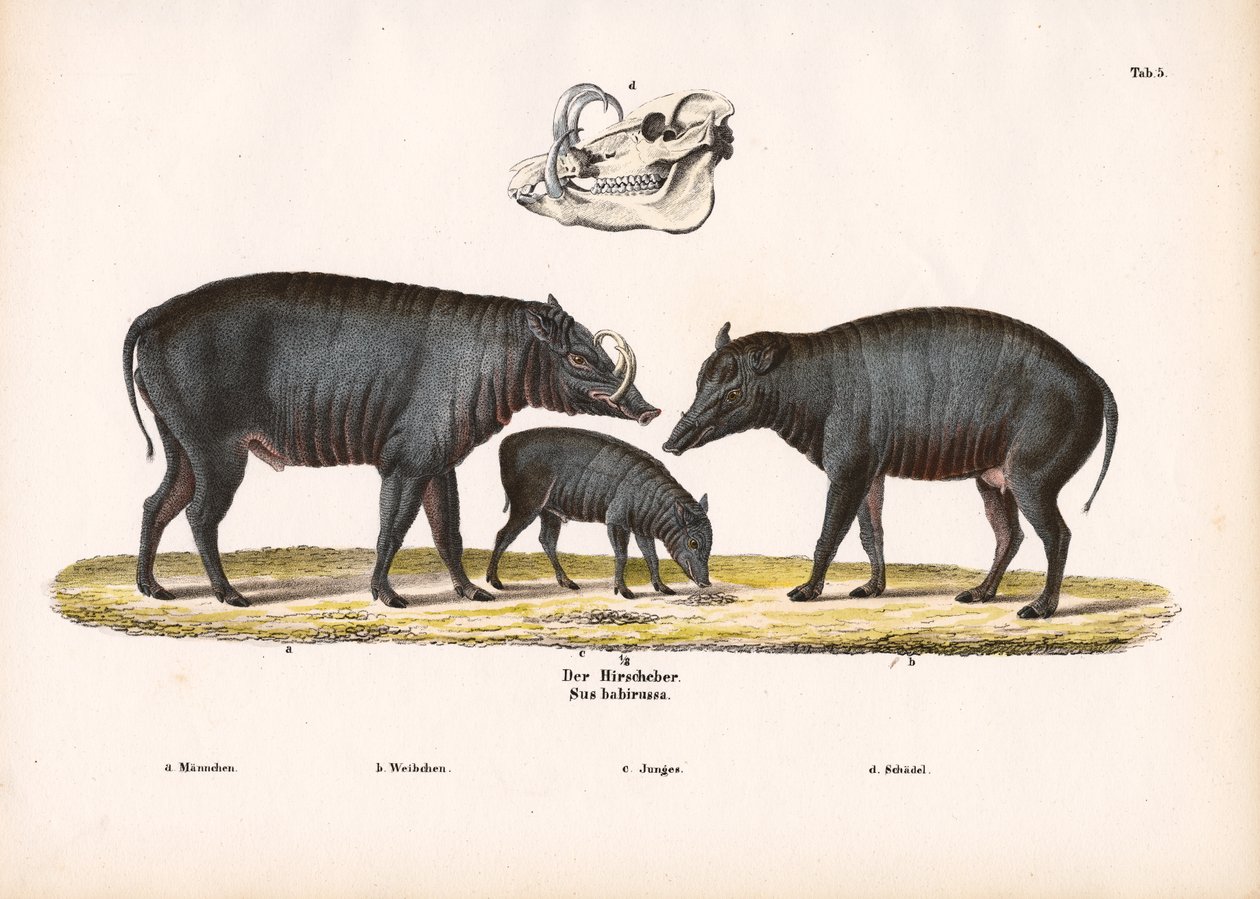 Babirusa-familien med hodeskalleutsikt av Conrad Kull