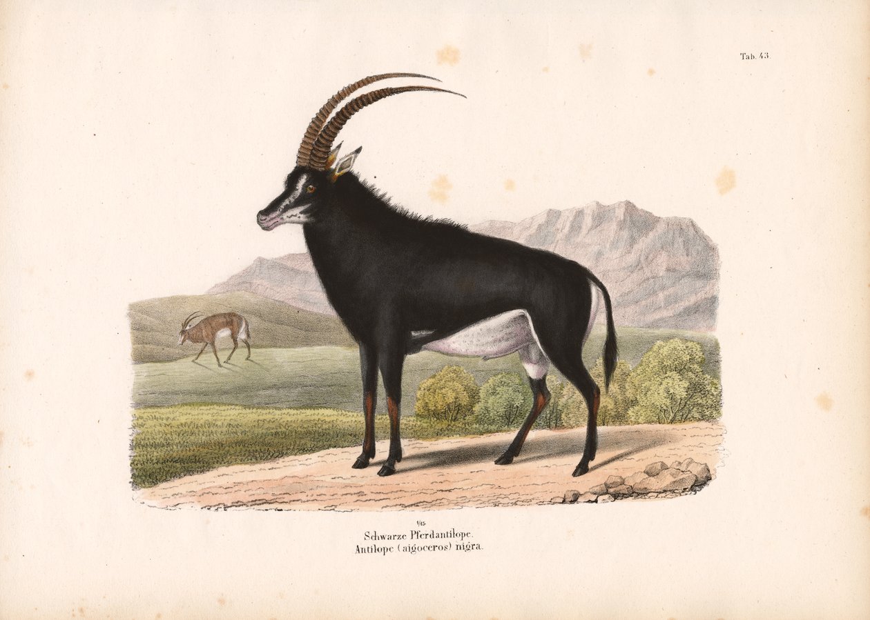Svart hesteantilope av Conrad Kull