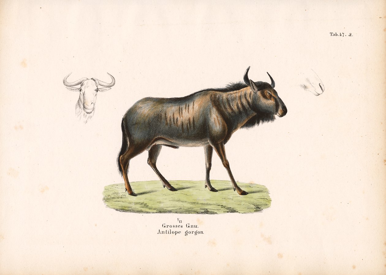 Blå gnu med hodedetaljer av Conrad Kull