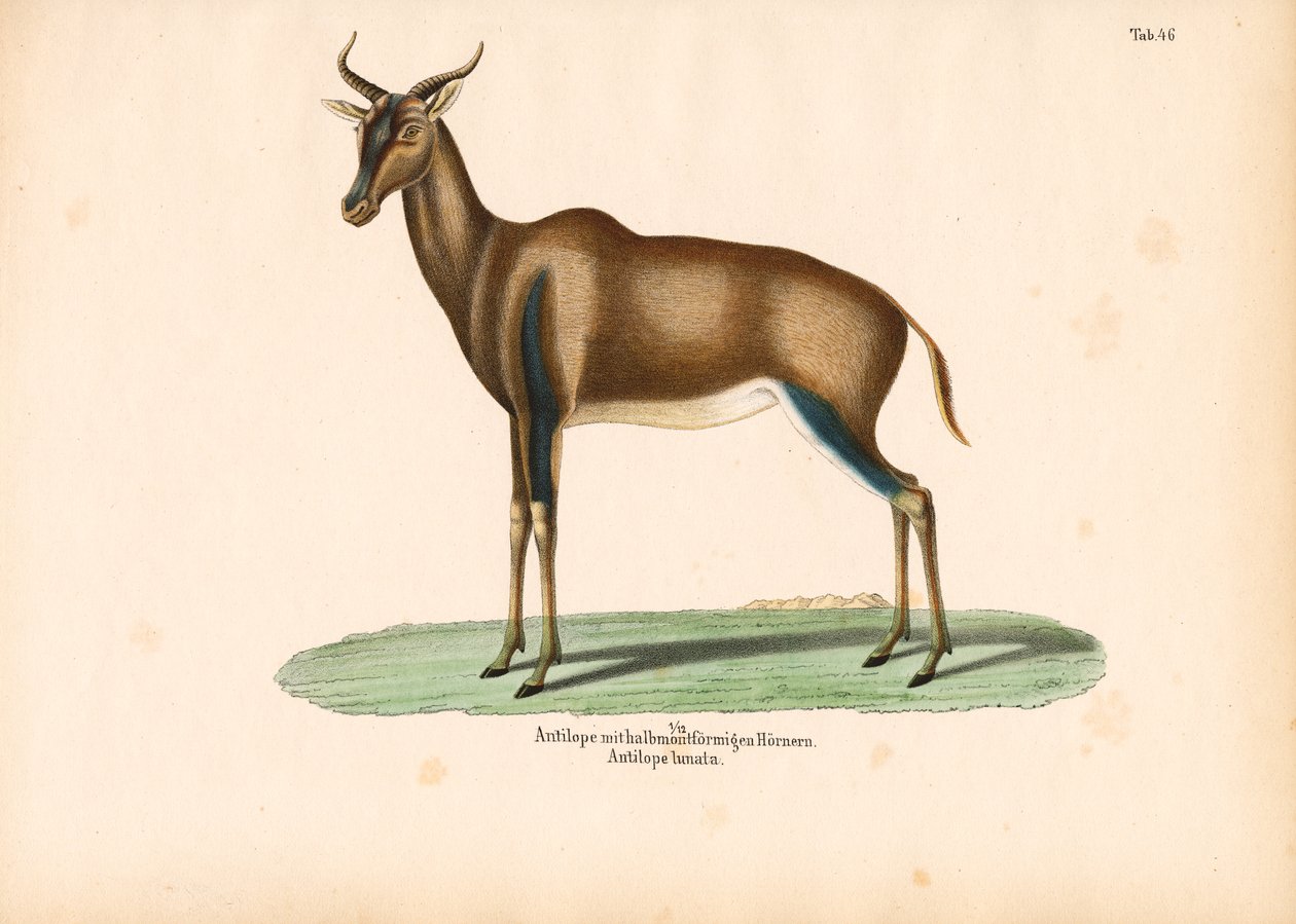 Halvmånehornet antilope eller Topi av Conrad Kull