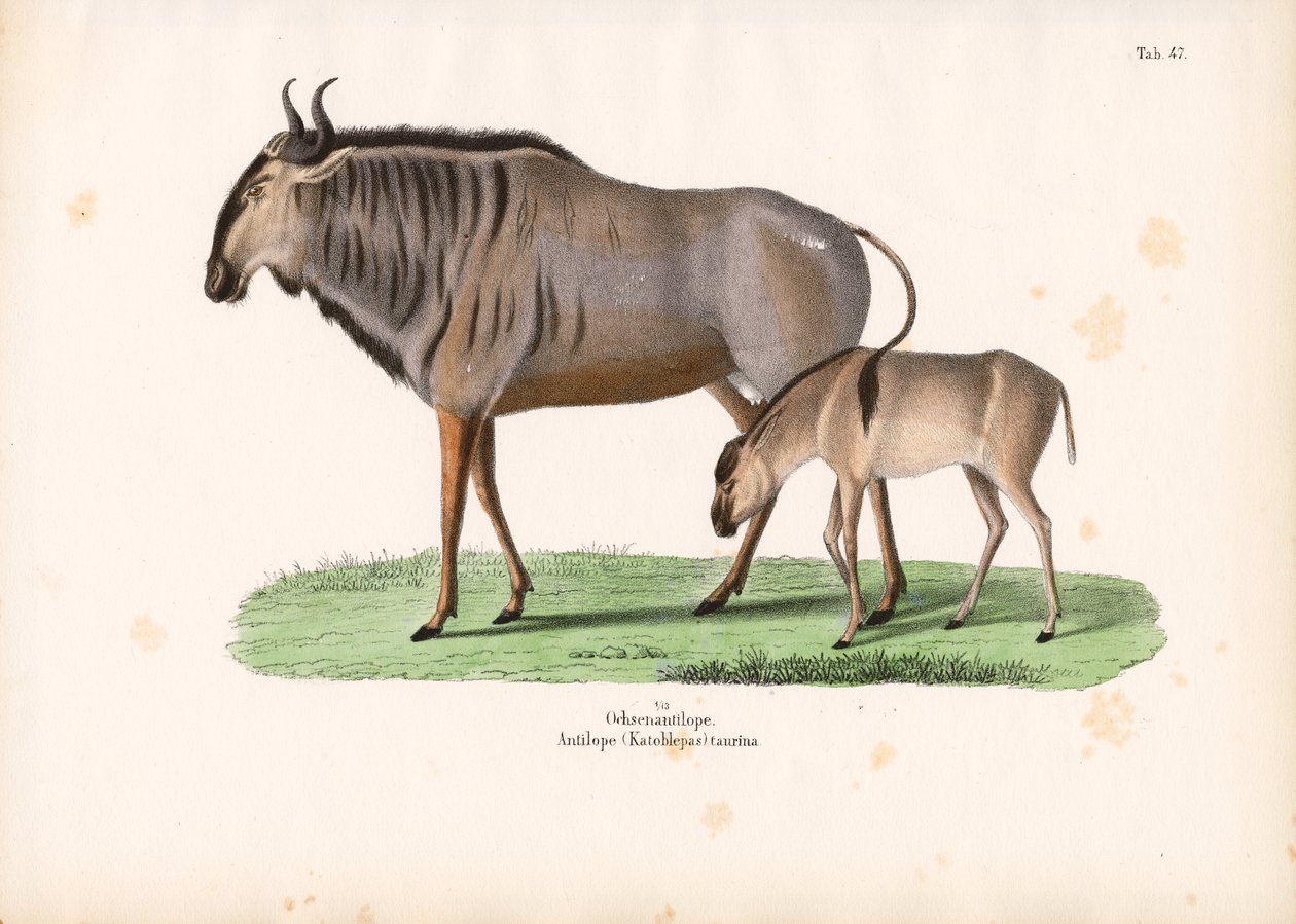 Hartebeest med kalv av Conrad Kull