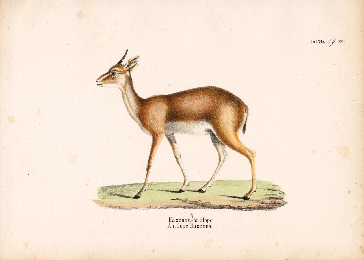 Hazenna-antilope i profil av Conrad Kull