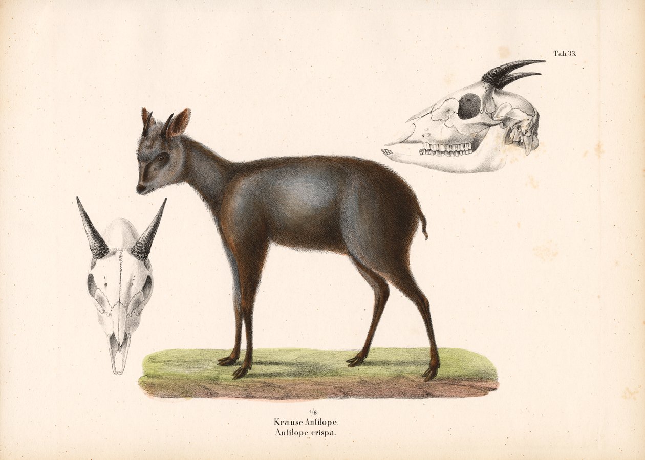 Impala med hodeskallerepresentasjoner av Conrad Kull