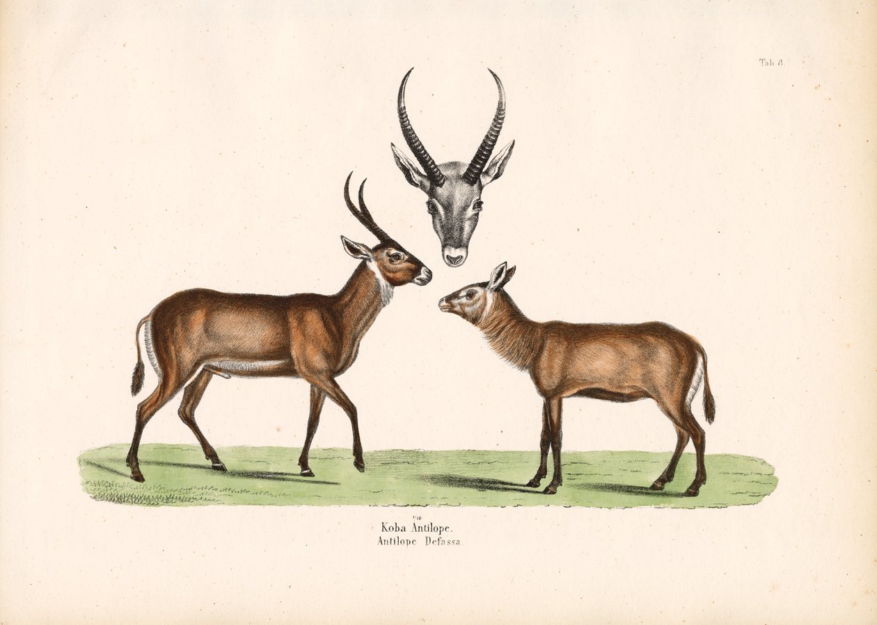 Antilope av Conrad Kull