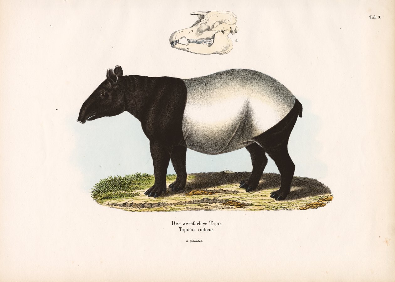 Malaysisk tapir av Conrad Kull