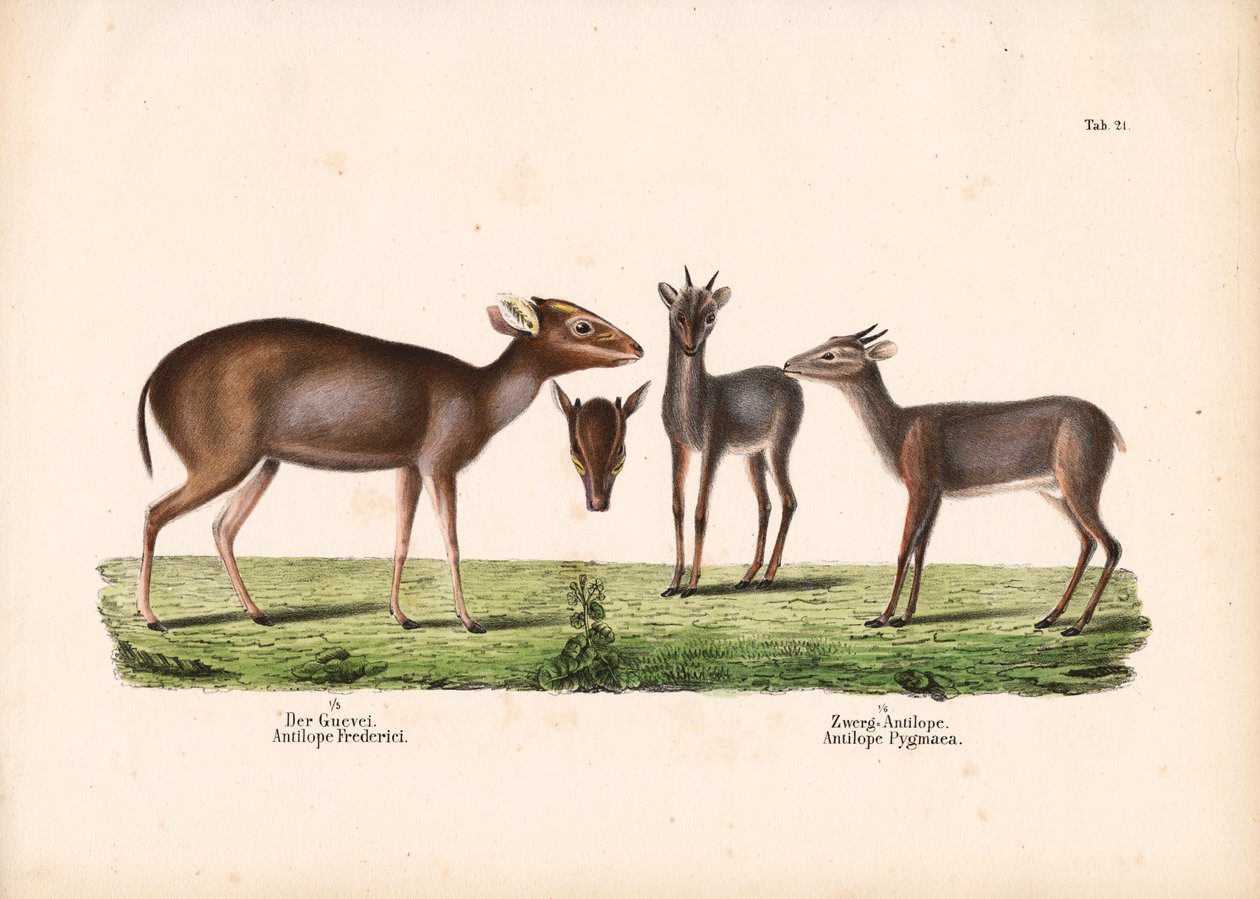 Maxwells duiker og kongelig antilope av Conrad Kull