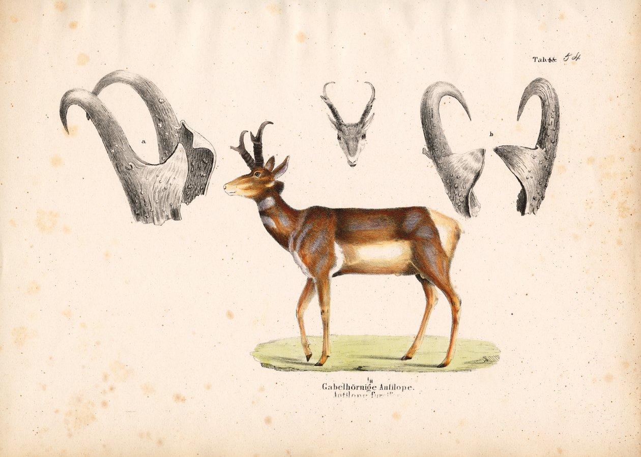Illustrasjoner av gaffelantilope med horn av Conrad Kull