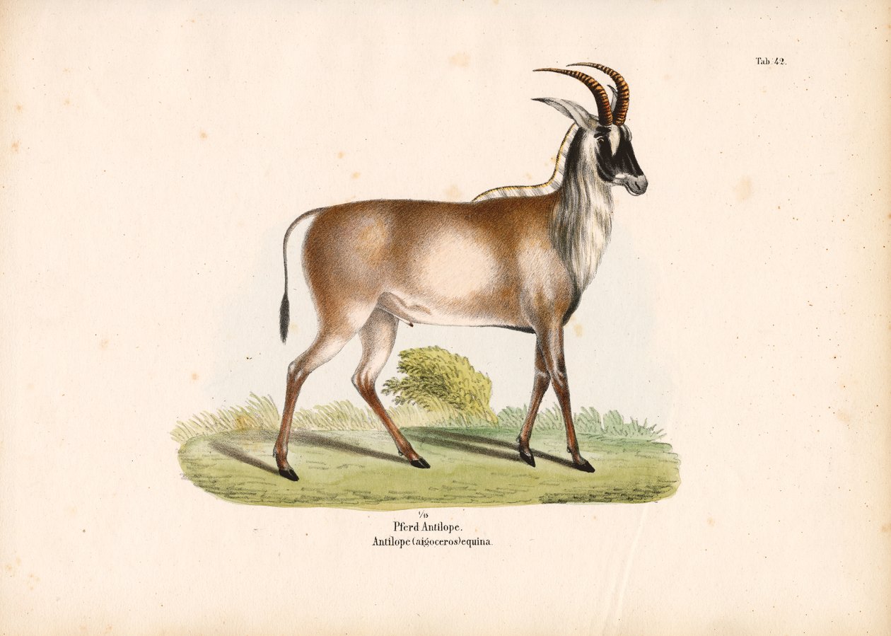 Roan antilope av Conrad Kull