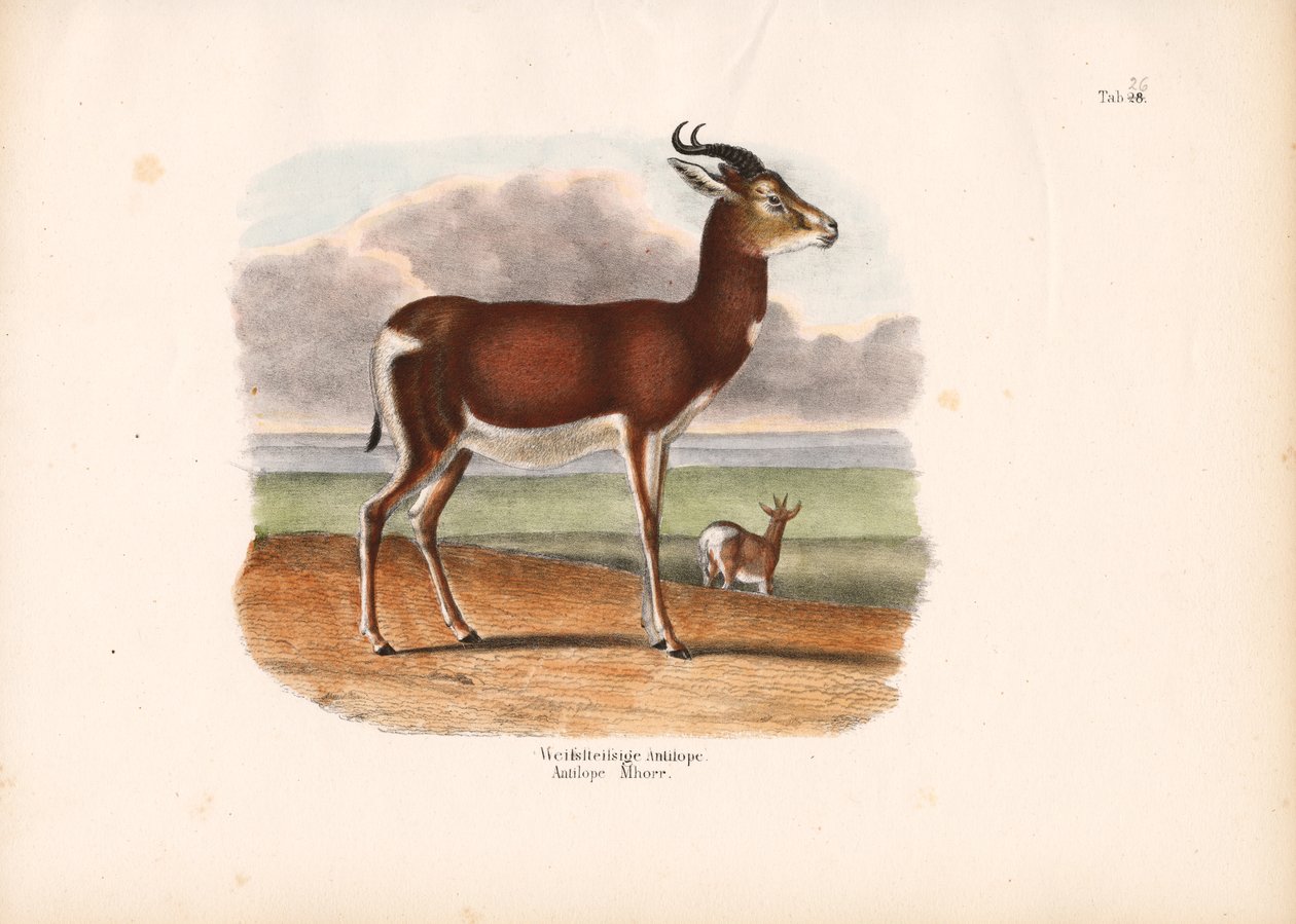 Hvitsirklet antilope av Conrad Kull