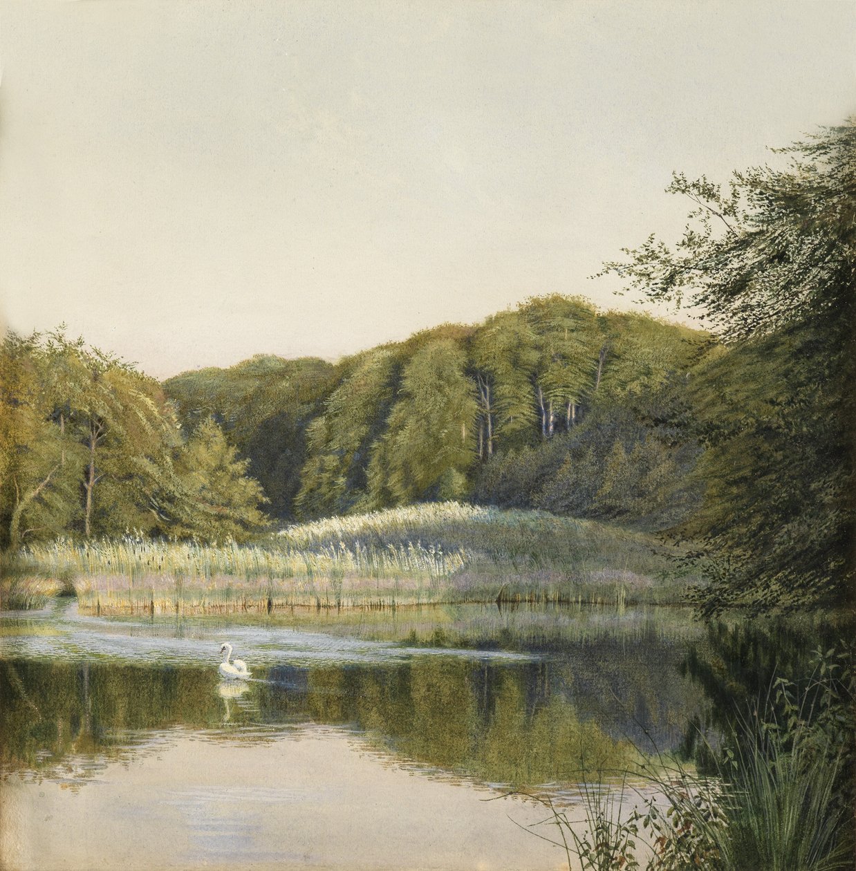 Swans on Paddington Pond, 1860-tallet (wc på papir) av Constance Phillott