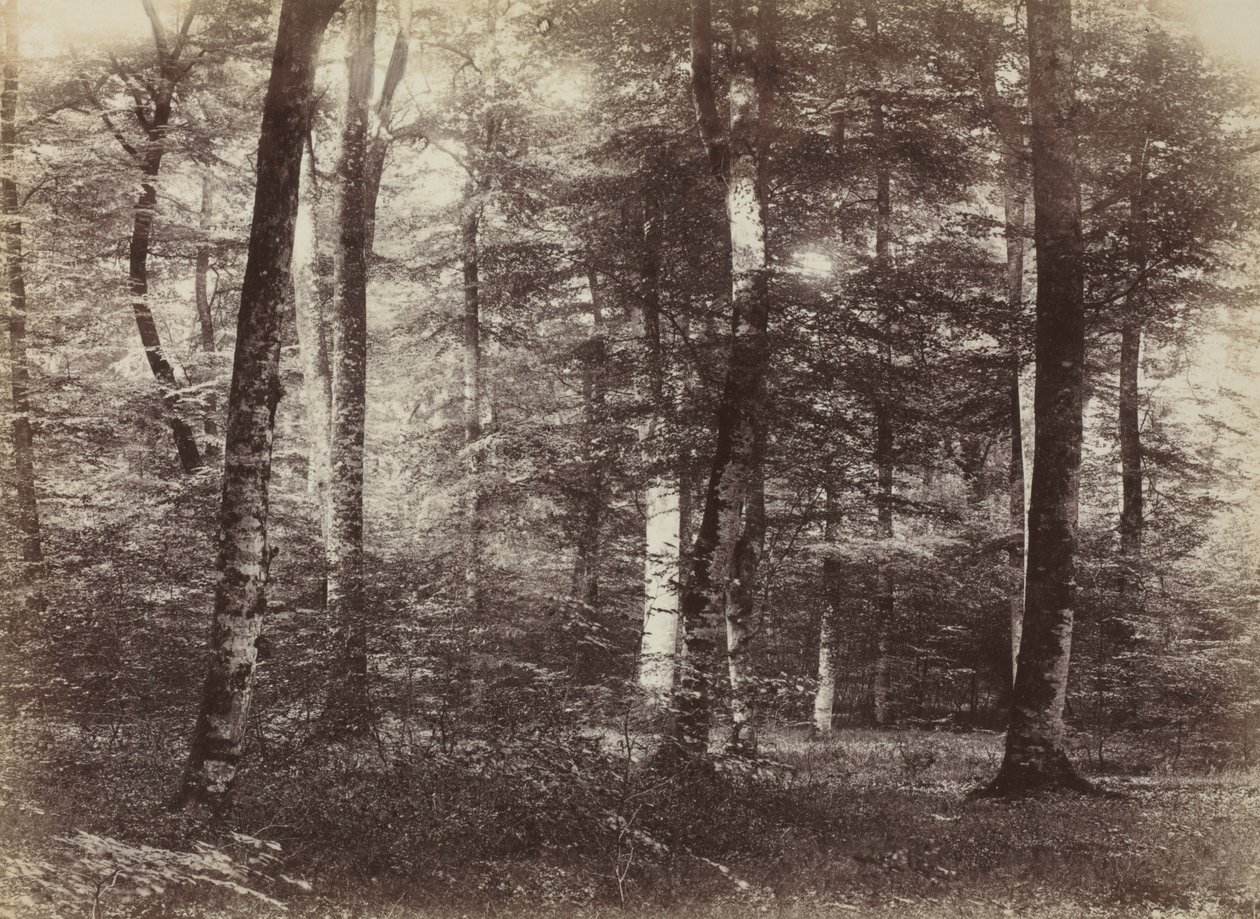 Uten tittel (The Forest of Fontainebleau) av Constant Alexandre Famin