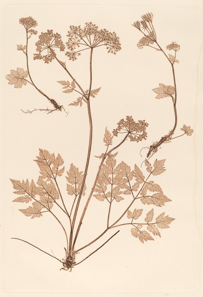 Chaerophyllum hirsistum av Constetin von Ettinghausen and Alois Pokorny