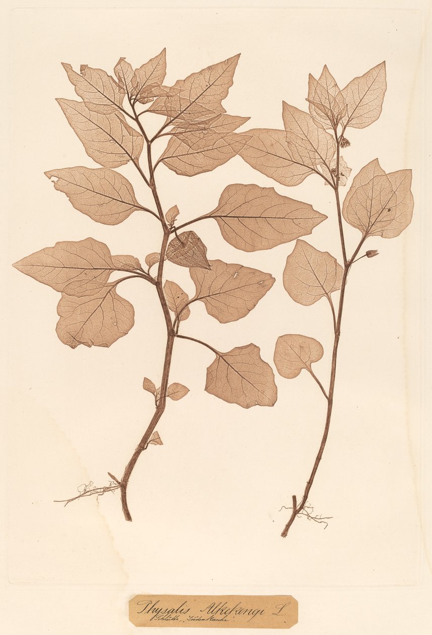 Physalis Alkekengi av Constetin von Ettinghausen and Alois Pokorny