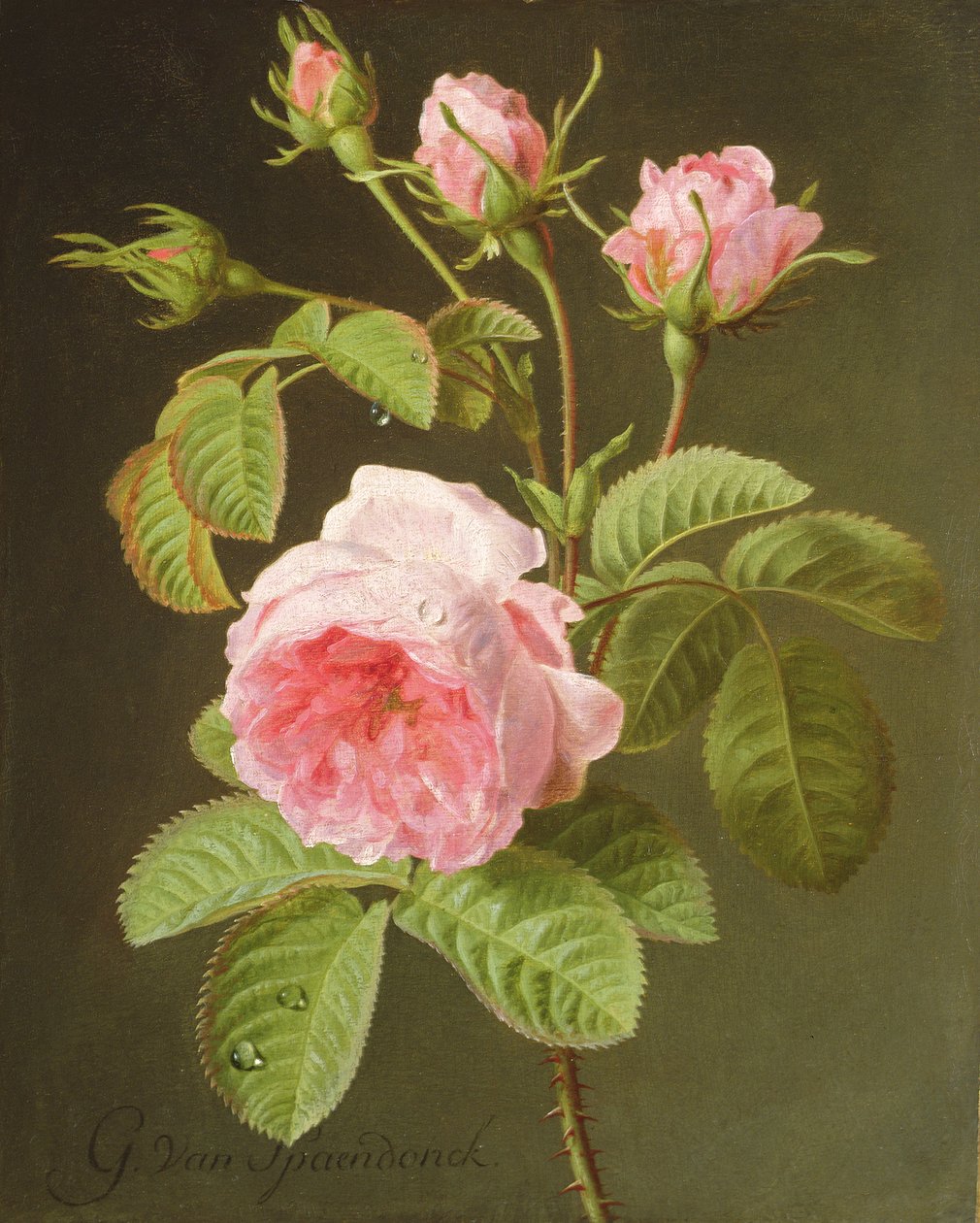 En gren av roser av Cornelis van Spaendonck