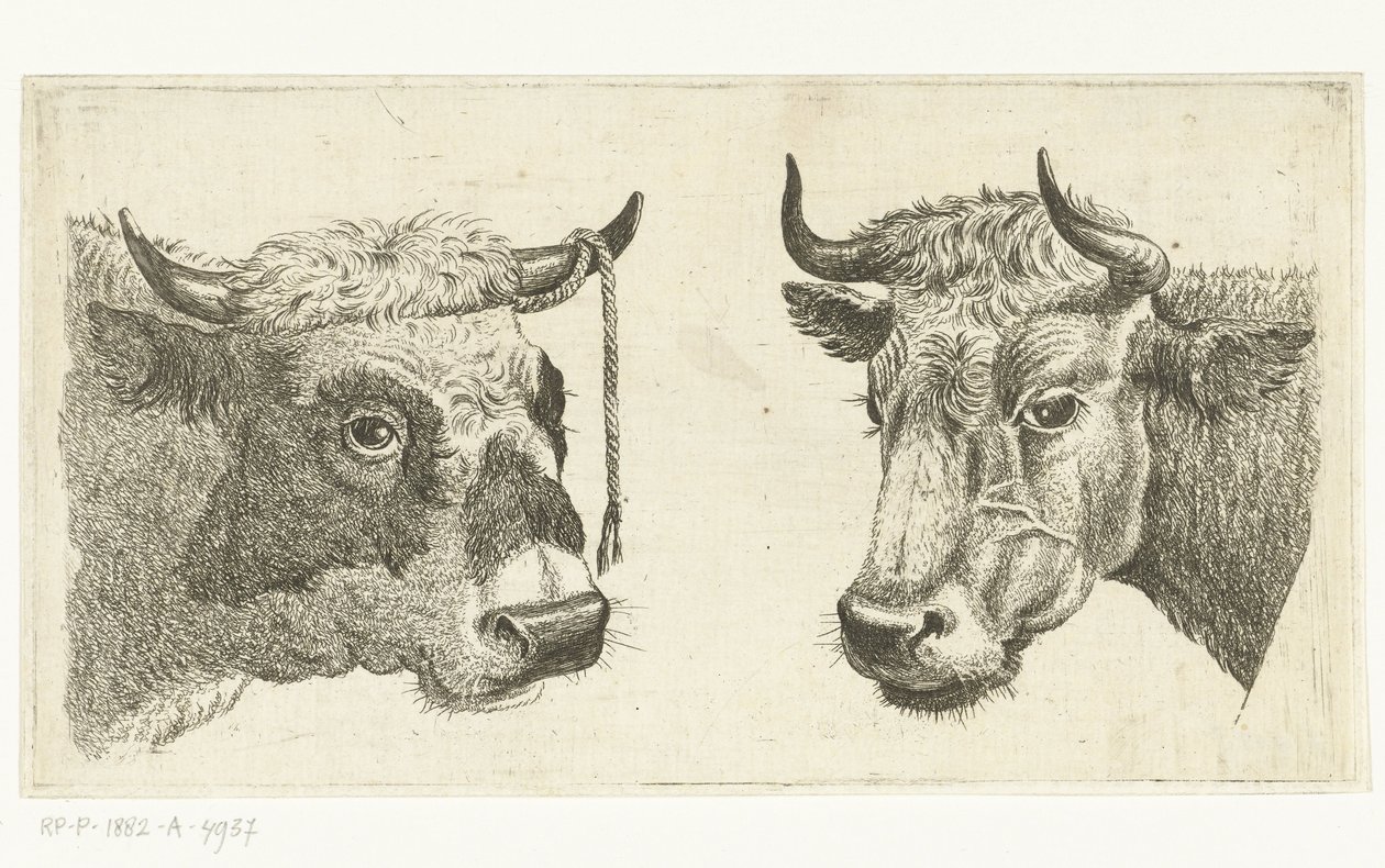 Oksehode med tau på horn og kuhode av Cornelis  Bisschop