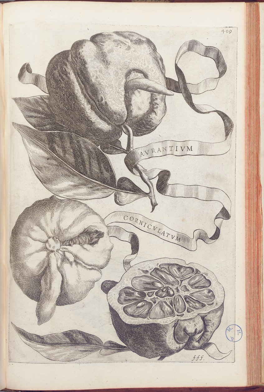 Horned Orange, plate 409 fra "Hesperides or de Malorum Aureorum Cultura et Usu Libri quatuor" av Giovanni Battista Ferrari, 1646 av Cornelis Bloemaert