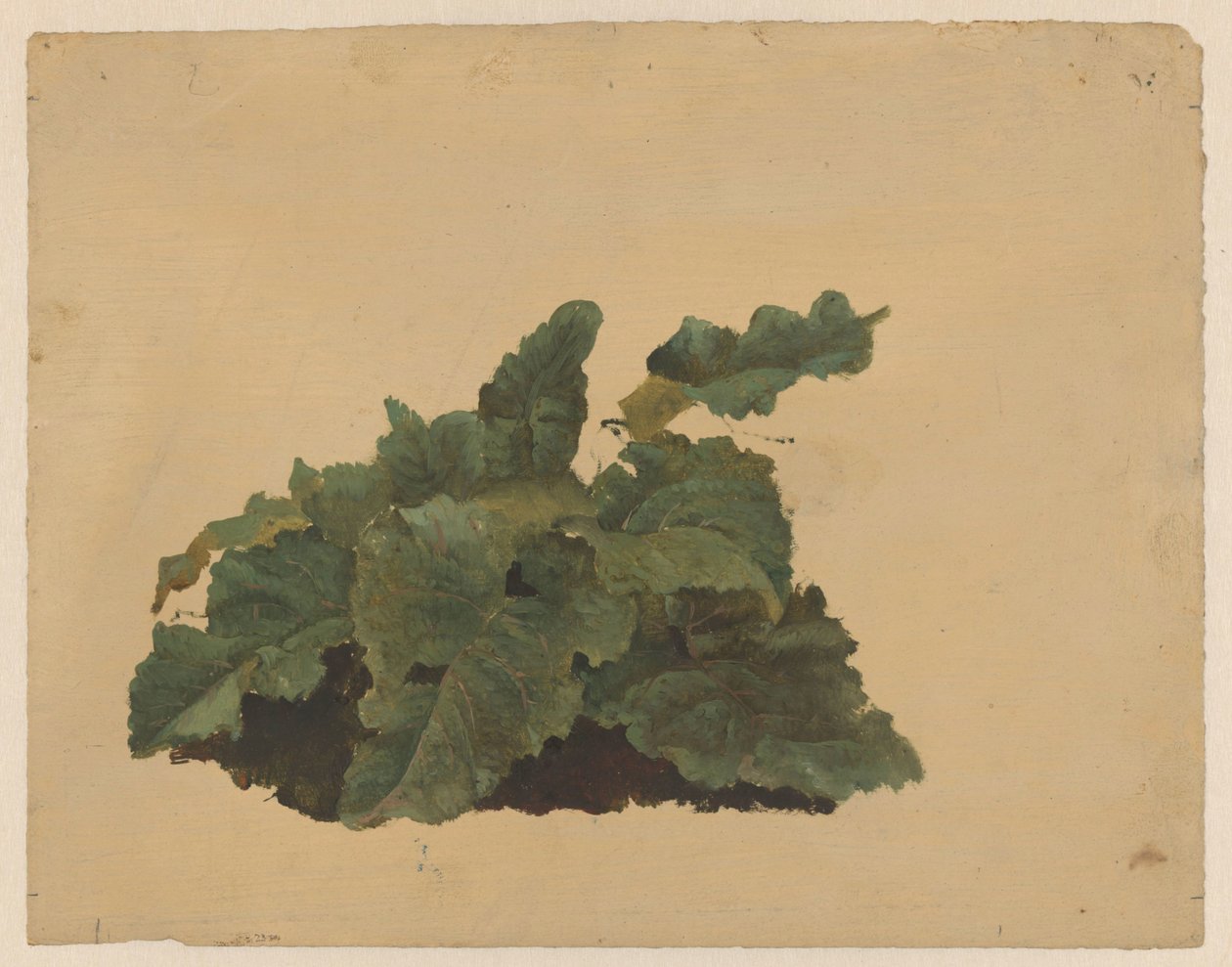 Blader av en rabarbralignende plante av Cornelis Johannes de Vogel