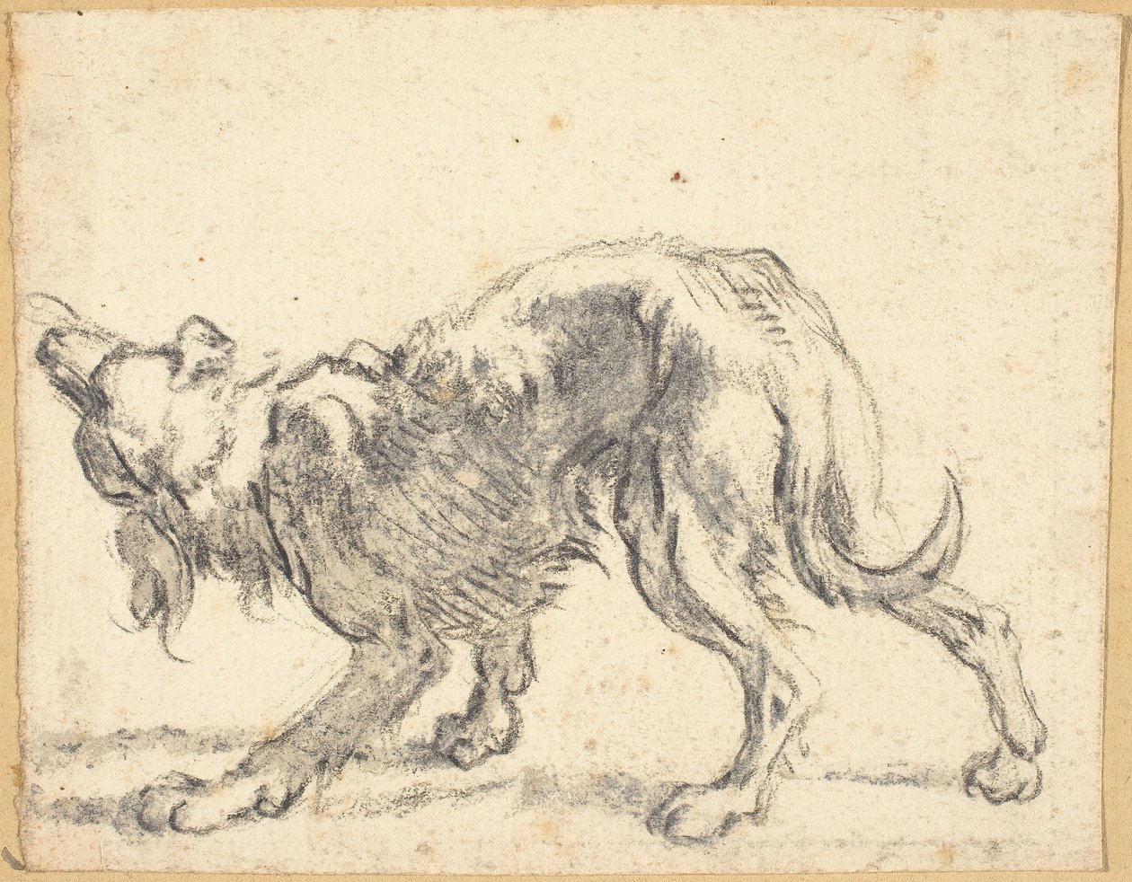 En hund av Cornelis Saftleven