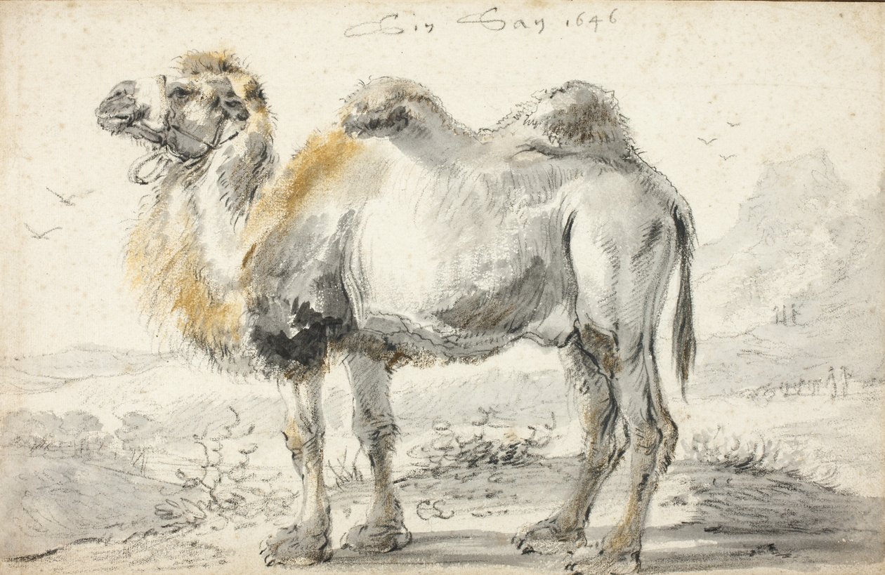 En kamel av Cornelis Saftleven