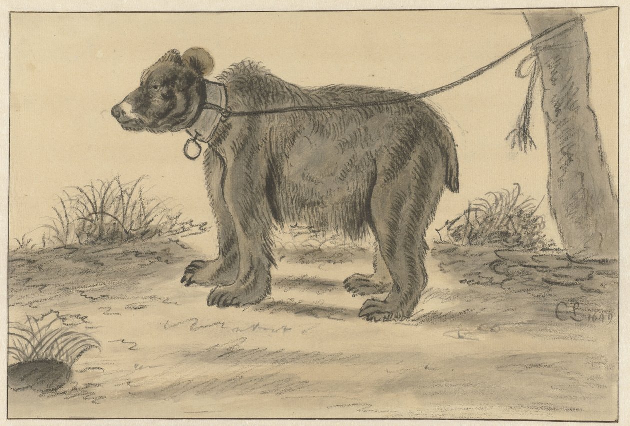 Bjørn bundet til et tre av Cornelis Saftleven