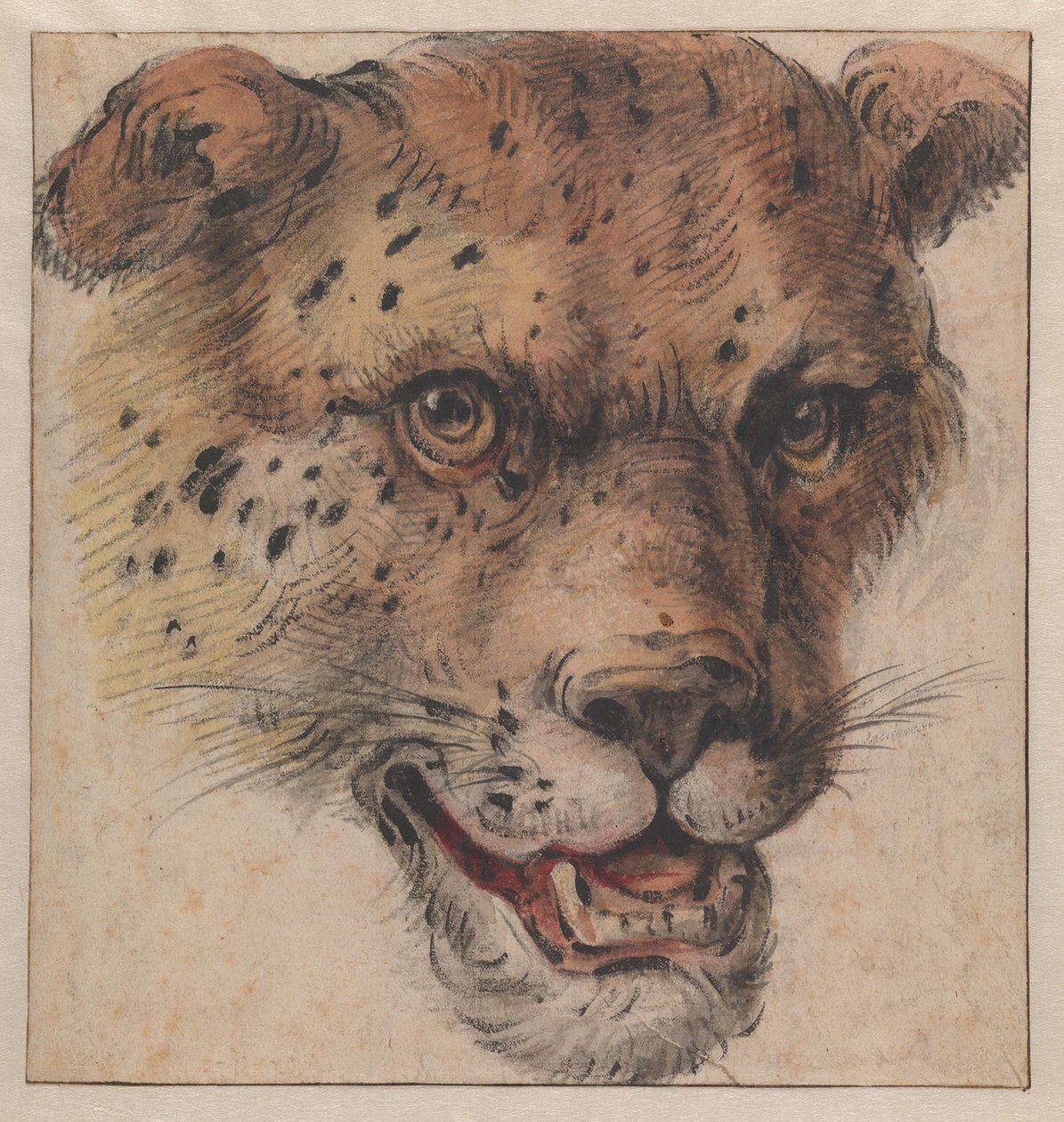 Et leopardhode av Cornelis Saftleven