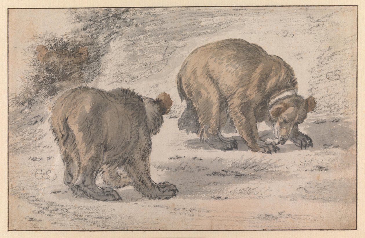En bjørn i forskjellige stillinger av Cornelis Saftleven