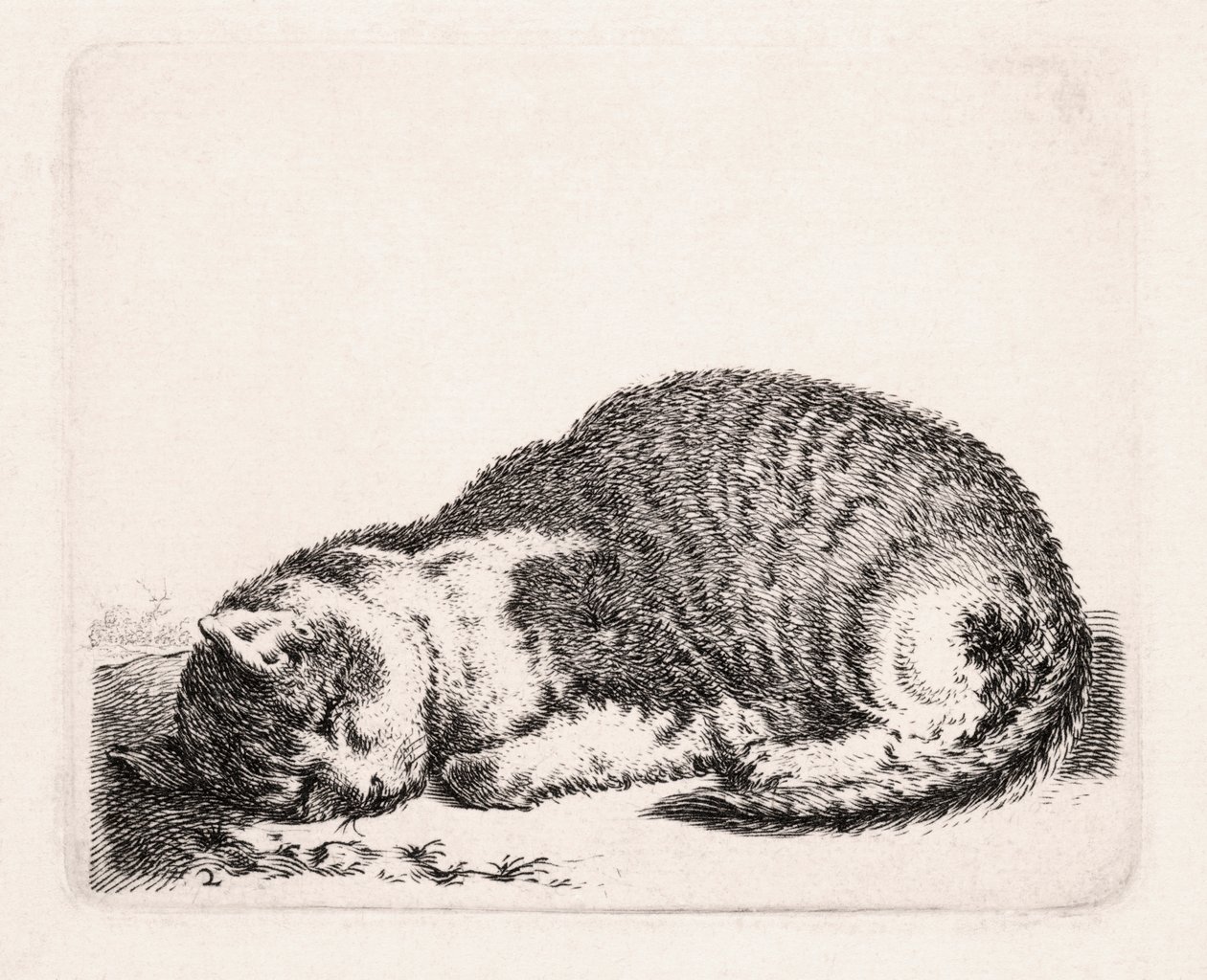 Sovende katt, ca. 1607-81 av Cornelis Saftleven