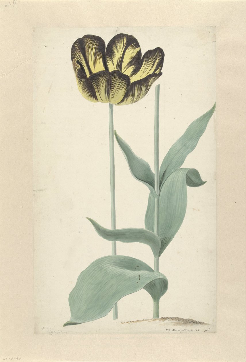 De tulp Bizard Catafalque Bizard Catafalque (tittel på objekt) av Cornelis van Noorde