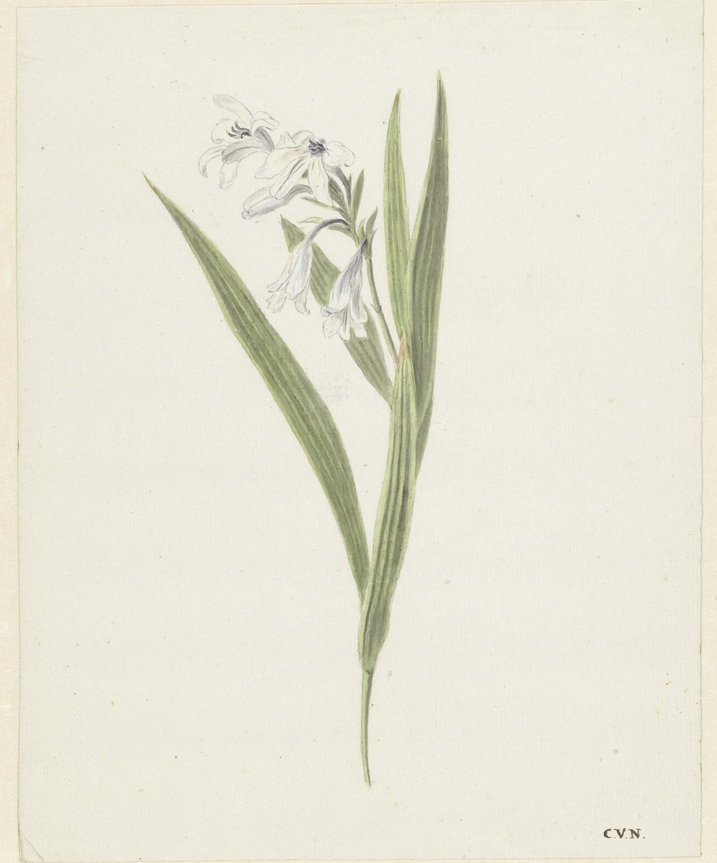 Fresia av Cornelis van Noorde