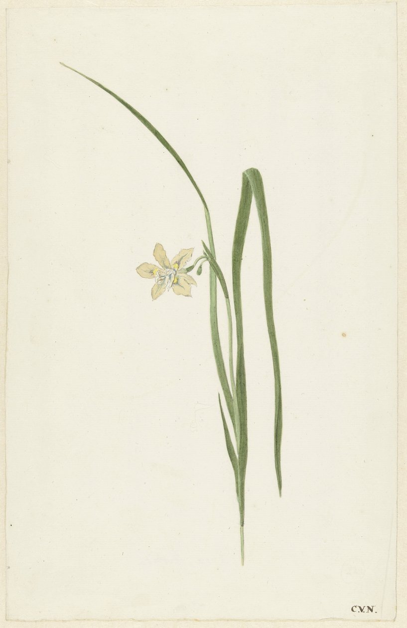Iris av Cornelis van Noorde