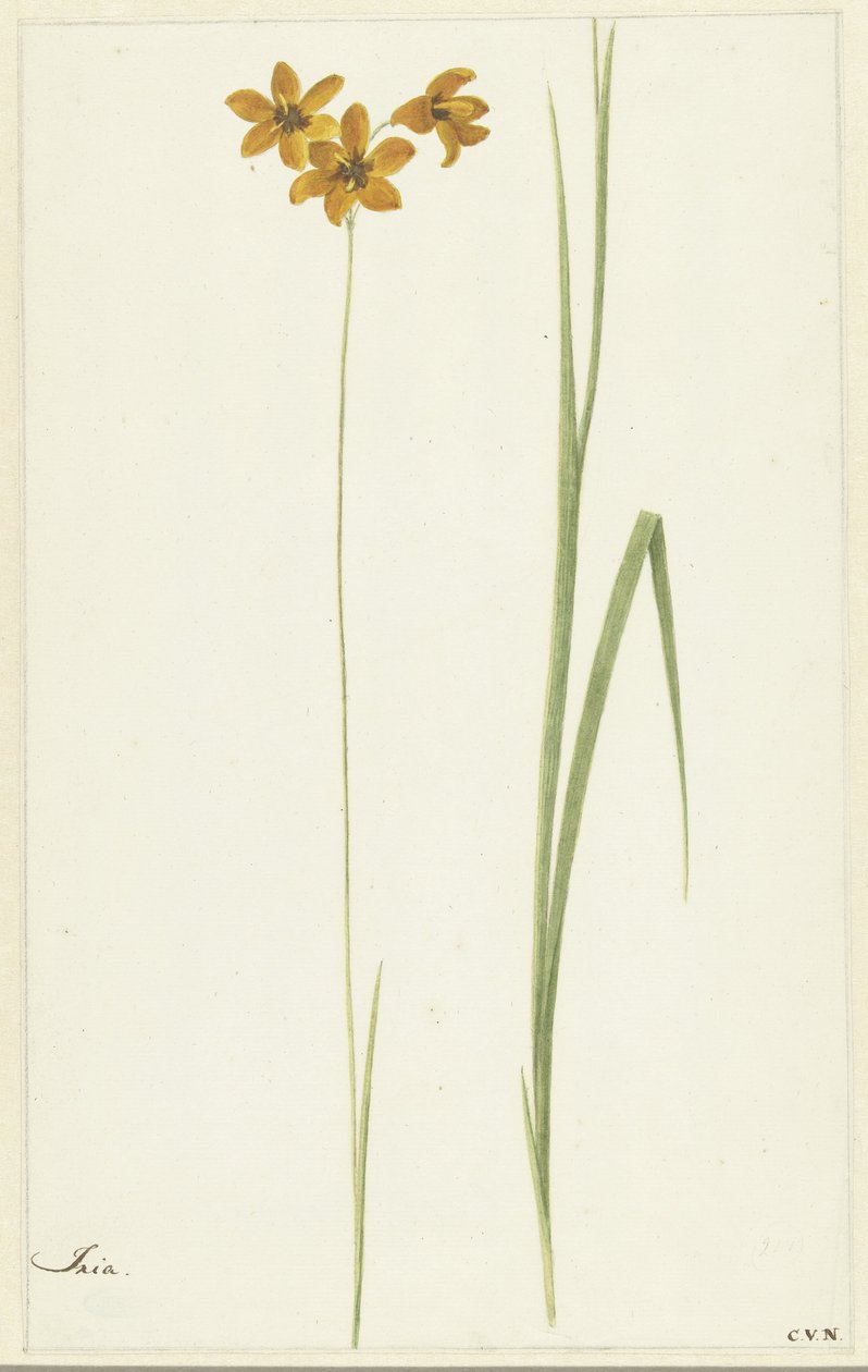 Ixia av Cornelis van Noorde