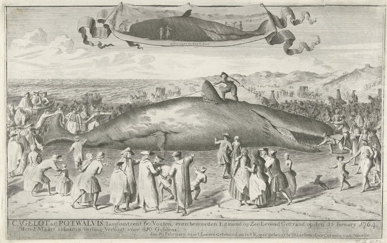 Spermhval strandet ved Egmond aan Zee, 1764 Cagelot eller Potwhale, lang ca. 60 fot, like nord for Egmond op Zee Strandet i live den 15. Feruary 1764. 1. mars der på auksjon Selges for 810 Guldens (tittel på objekt) av Cornelis van Noorde