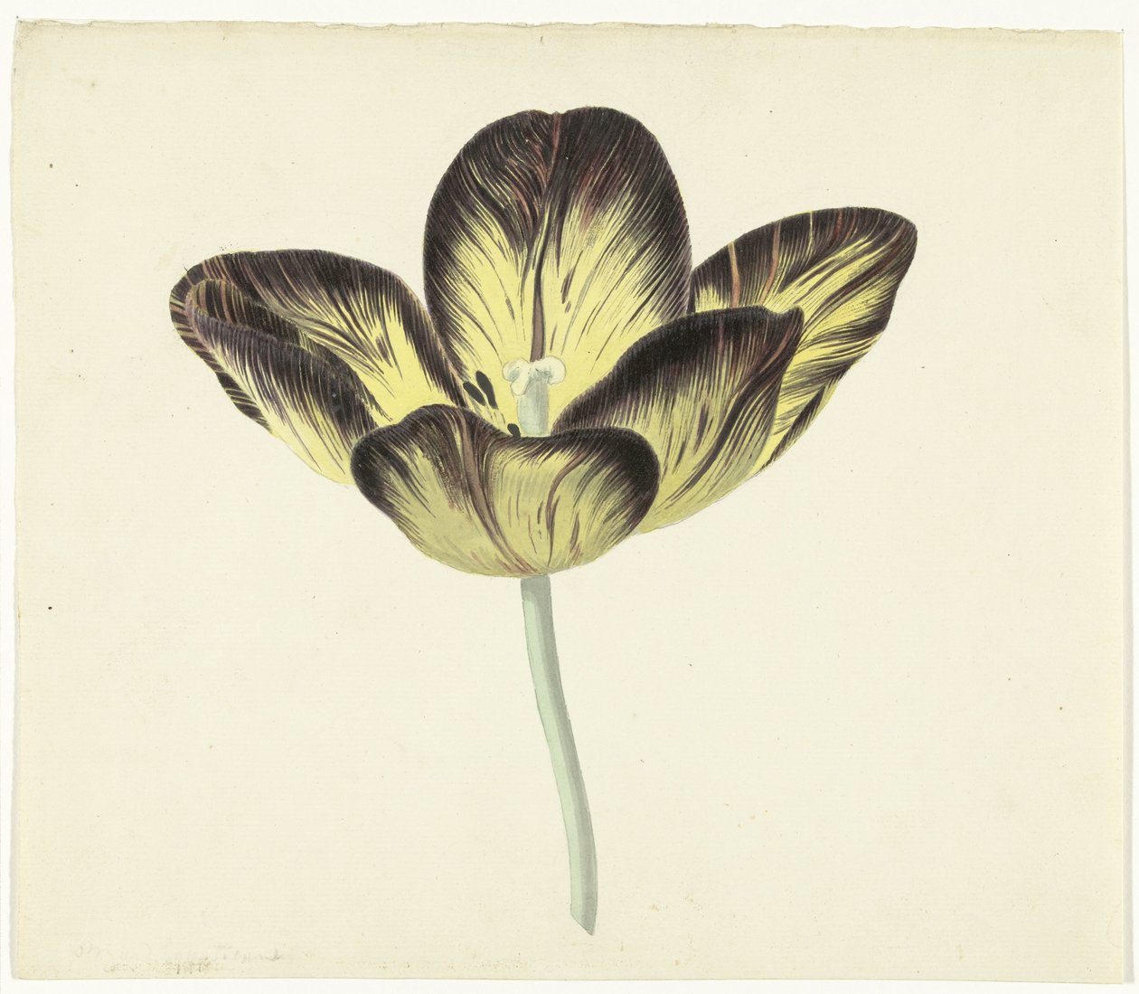 Tulipan kalt Bizard Egyptienne av Cornelis van Noorde